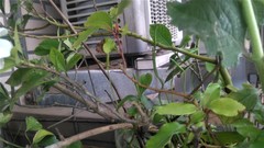 Ophioglossum petiolatum