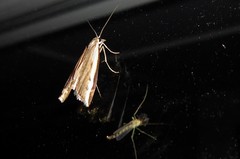 Orocrambus flexuosellus