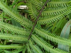 Pseudocyclosorus esquirolii