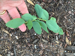 Baptisia sphaerocarpa
