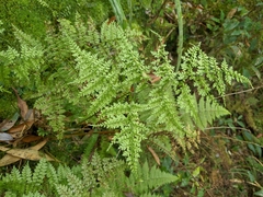 Dryopteris diffracta