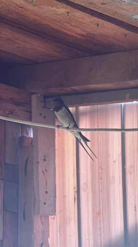 Barn Swallow