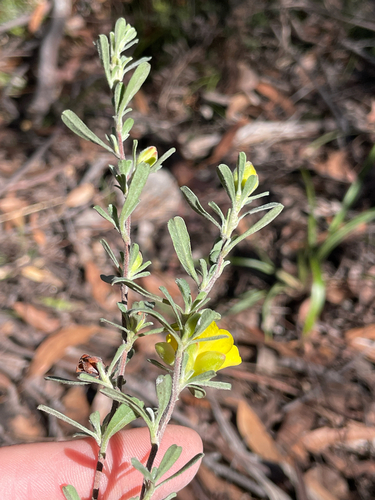 Hibbertia obtusifolia, photograph 4