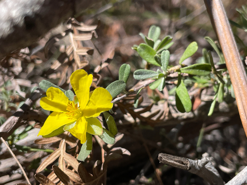 Hibbertia obtusifolia, photograph 3