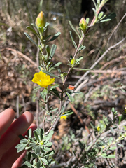 Hibbertia obtusifolia, photograph (c) Samuel Frankel, some rights reserved (CC BY)