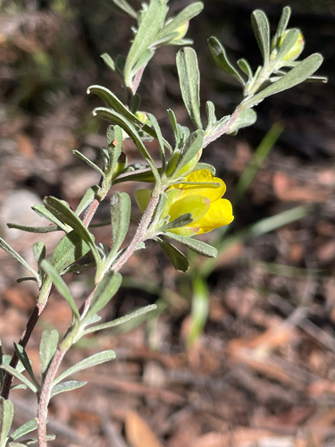 Hibbertia obtusifolia, photograph 5