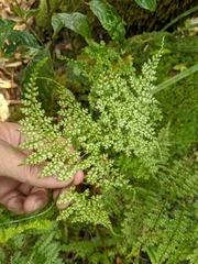 Dryopteris diffracta