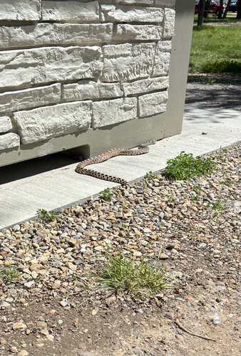 Bullsnake