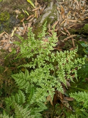 Dryopteris diffracta