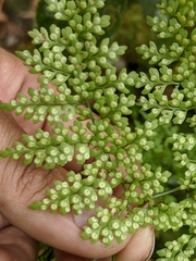 Dryopteris diffracta