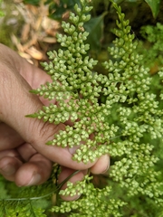 Dryopteris diffracta