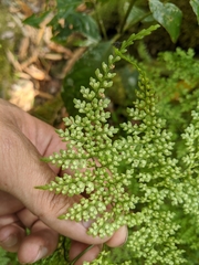 Dryopteris diffracta