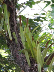 Pyrrosia longifolia