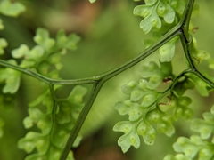Dryopteris diffracta