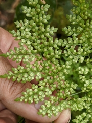 Dryopteris diffracta