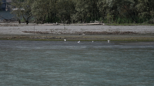 iNaturalist image