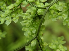 Dryopteris diffracta