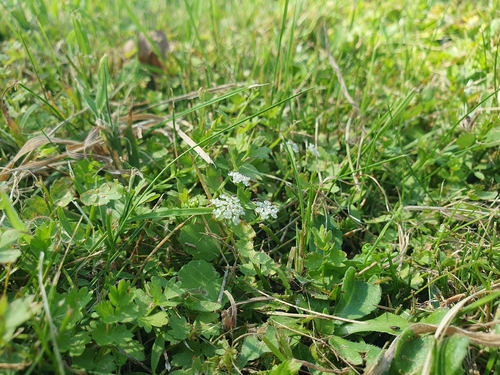 Helosciadium repens