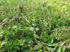 Helosciadium repens