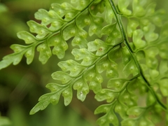 Dryopteris diffracta