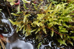 Brachythecium frigidum