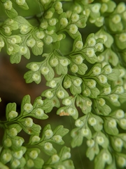 Dryopteris diffracta