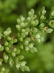 Dryopteris diffracta