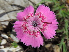 Dianthus callizonus