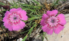 Dianthus callizonus