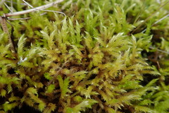 Brachythecium frigidum