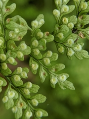 Dryopteris diffracta