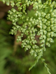 Dryopteris diffracta