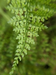 Dryopteris diffracta