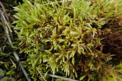 Brachythecium frigidum