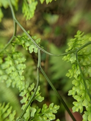 Dryopteris diffracta