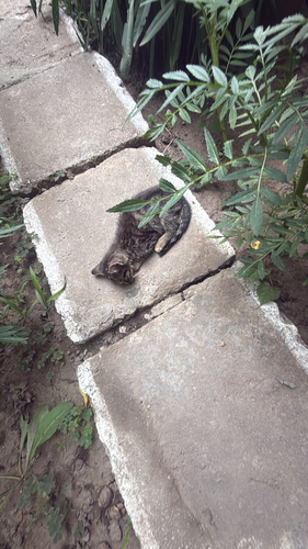 Domestic Cat