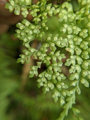 Dryopteris diffracta