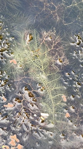 Utricularia aurea, photograph 2