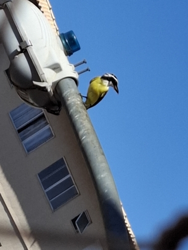 Great Kiskadee