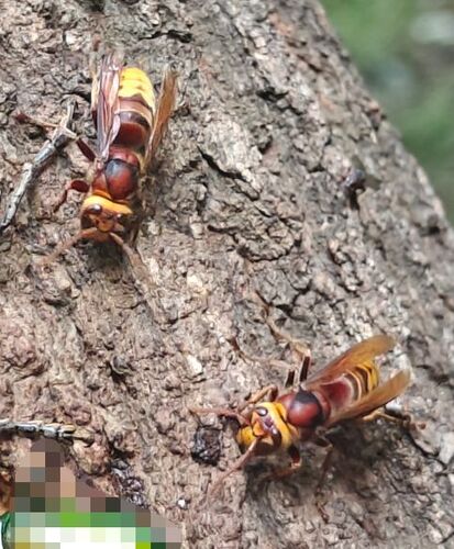 European Hornet