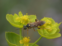 Tenthredopsis stigma
