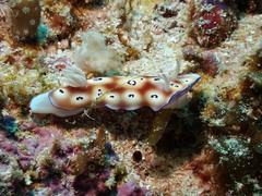 Goniobranchus leopardus