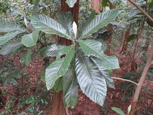 Loquat