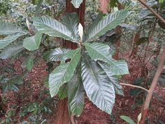 Japanische Wollmispel (Eriobotrya japonica): Herkunft und Verwendung — Foto 2