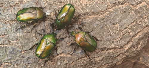 Japanese Drone Beetle