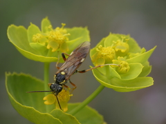 Tenthredopsis stigma