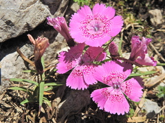 Dianthus callizonus