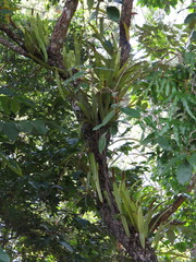 Pyrrosia longifolia