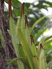 Pyrrosia longifolia