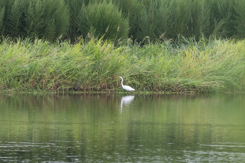 iNaturalist image
